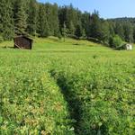 auf einen schmalen Wanderpfad überqueren wir die Wiese von Waldachere und wandern bergauf