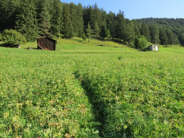 auf einen schmalen Wanderpfad überqueren wir die Wiese von Waldachere und wandern bergauf