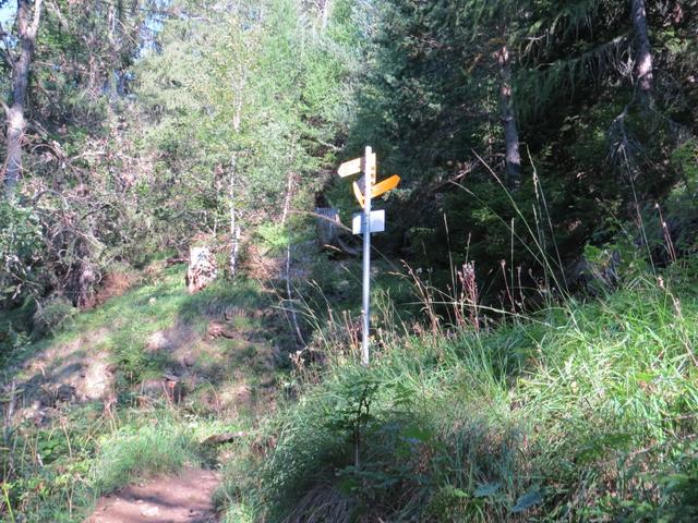 im Wald von Täl stossen wir auf eine Forstrasse, die bis zu den Lawinenverbauungen unter dem Kamm ansteigt