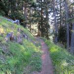 im Wald vollzieht der Wanderweg etliche weit ausholende Serpentinen...