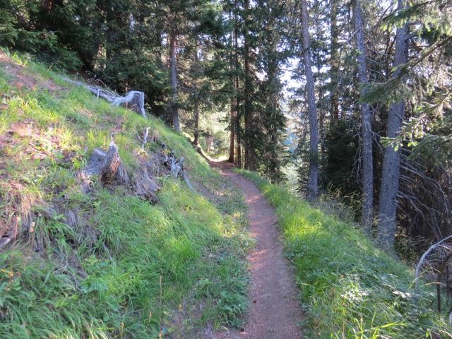 im Wald vollzieht der Wanderweg etliche weit ausholende Serpentinen...