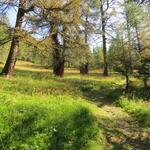 durch einen herrlichen Lärchenbestand führt uns der markierte gemächlich ansteigende Waldweg fast endlos aufwärts