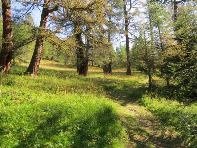 durch einen herrlichen Lärchenbestand führt uns der markierte gemächlich ansteigende Waldweg fast endlos aufwärts