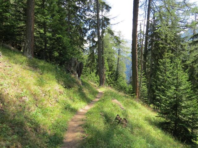 über weite Schleifen wandern wir auf diesem schönen Waldweg...