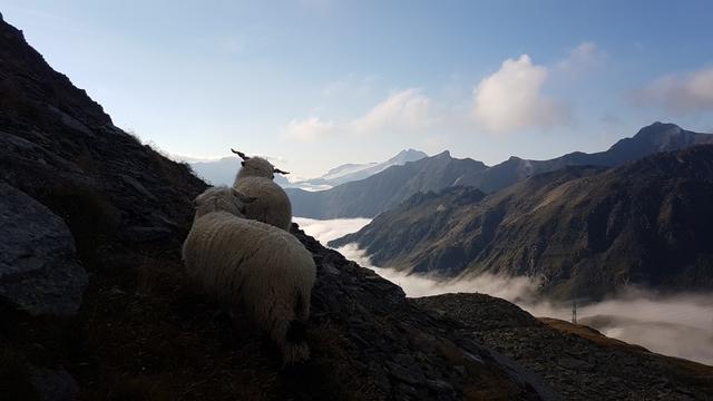 die Schwarznasen sind echte Walliser, deren Spuren man bis ins 15. Jhr. zurückverfolgen kann