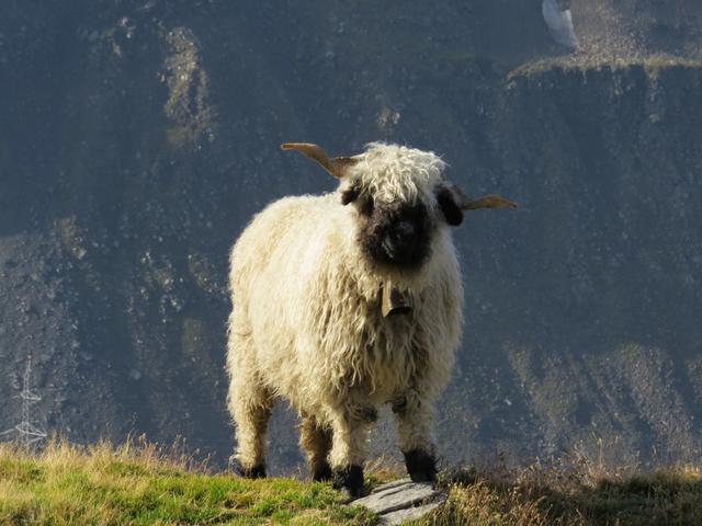 während dem Wandern stossen wir auf eine Herde von Schwarznasenschafe