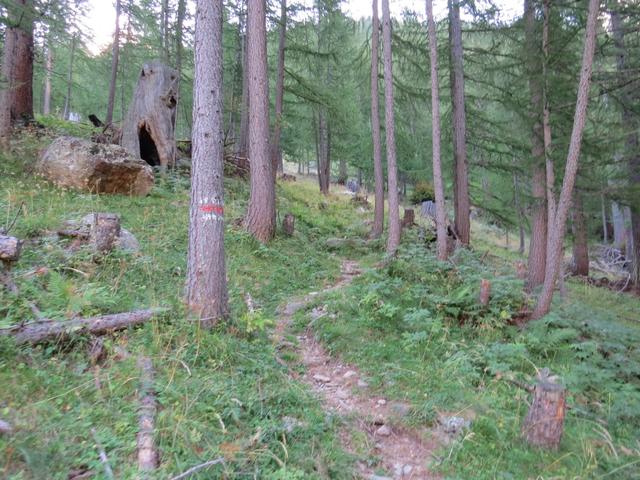 auf diesem schönen, aber etwas steilen Waldpfad erreichen wir Härd 1407 m.ü.M...