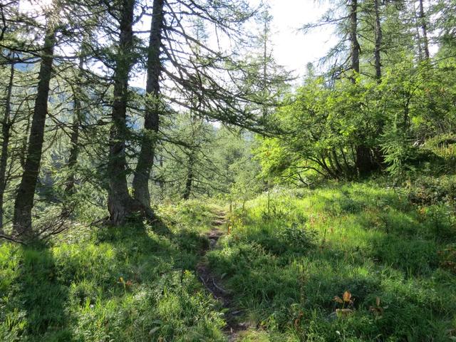 wir wandern durch bewaldetes Gelände weiter aufwärts