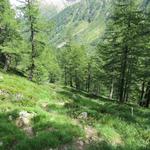 charakteristisch für das einsame Bergtal sind die ausgedehnten, prächtigen und wenig genutzten Mischwälder