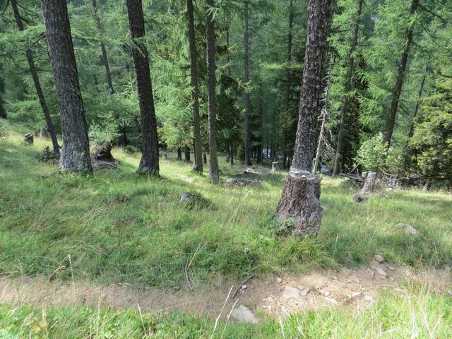 die grossen Schleifen der Forststrasse abkürzend, geht es schnell abwärts