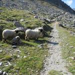 während dem Wandern stossen wir auf eine Herde von Schwarznasenschafe