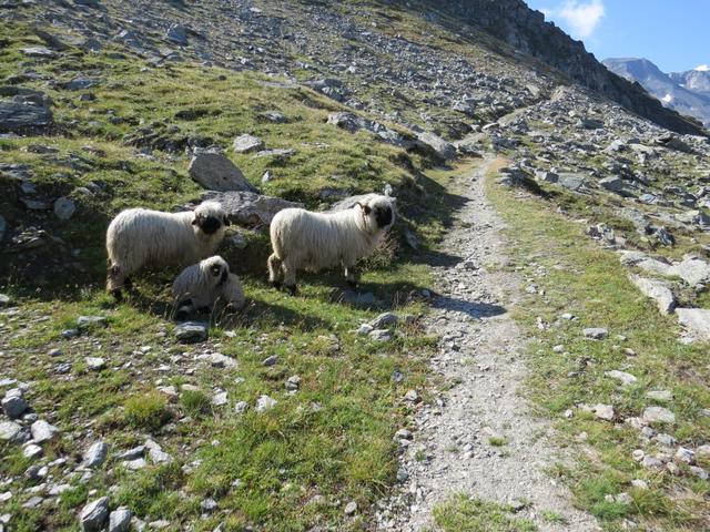 während dem Wandern stossen wir auf eine Herde von Schwarznasenschafe