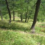 ...der Wanderweg kürzt die weiten Schleifen der Asphaltspur ab