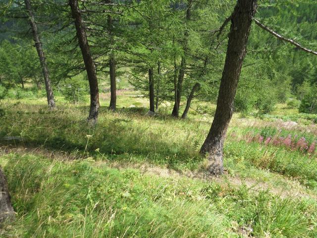 ...der Wanderweg kürzt die weiten Schleifen der Asphaltspur ab