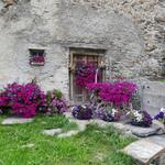 schöne Blumentöpfe schmücken die Fassaden der Häuser in Simplon Dorf