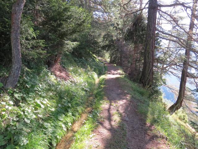 wir wandern durch den traumhaft schönen Lärchenwald von Sit, um an den Nordhang des Gantertals zu gelangen