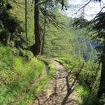 auf nahezu flachem Gelände folgen wir dem wunderschönen Waldweg stets geradeaus,...