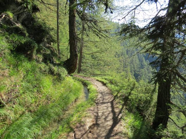 auf nahezu flachem Gelände folgen wir dem wunderschönen Waldweg stets geradeaus,...