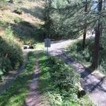 ...die Waldflanken von Abeweid und stösst kurz vor Stafel, auf den breiten Waldweg der von Rosswald herkommend