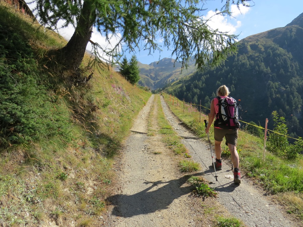 ganz sanft aufsteigend wandern wir anschliessend durch den weiterhin schönen Lärchenwald...