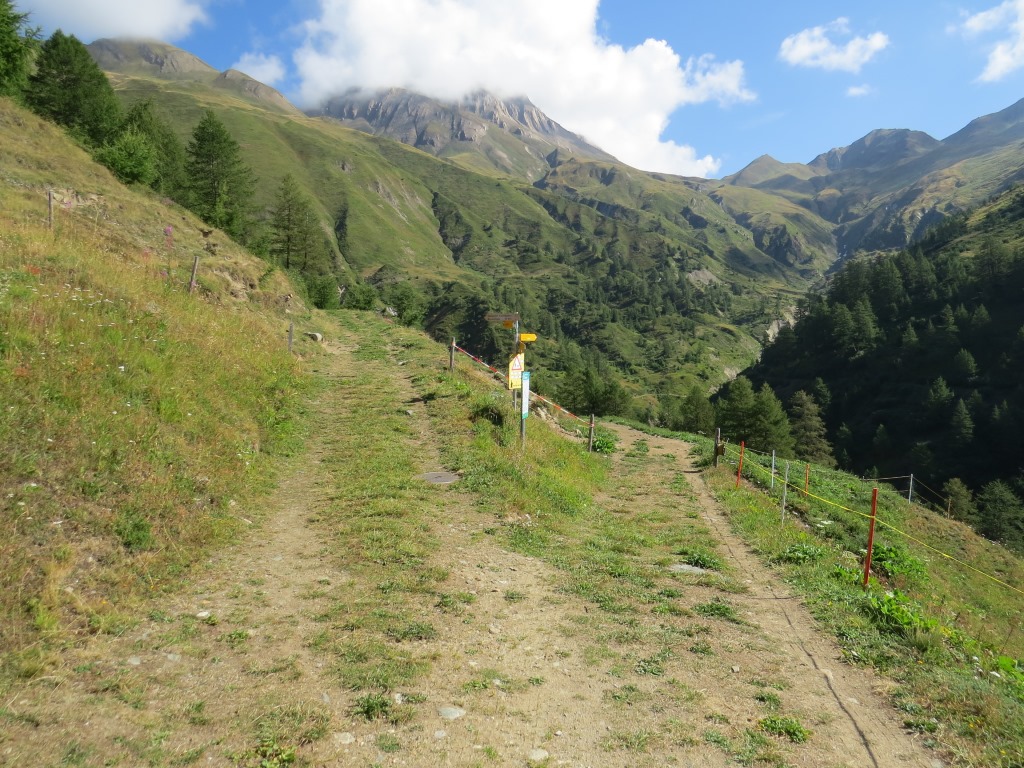 wir erreichen eine Weggabelung, links geht es zur Saflischmatte. Wir wandern weiter geradeaus