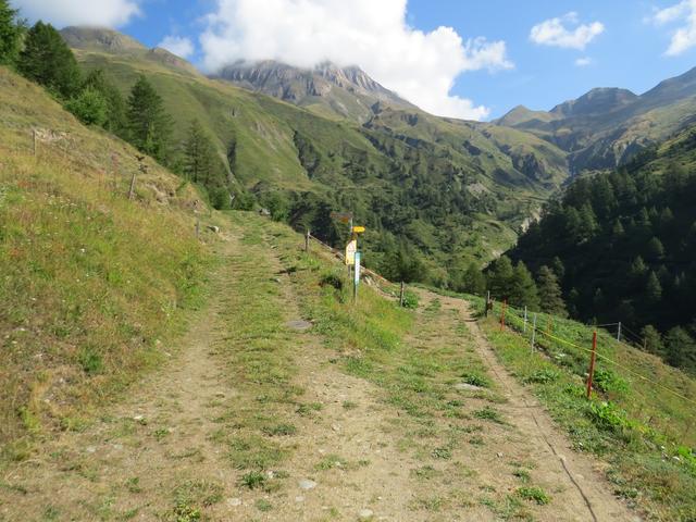 wir erreichen eine Weggabelung, links geht es zur Saflischmatte. Wir wandern weiter geradeaus