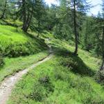 ...auf einem gut ausgebauten Weg Richtung Süden, durch sehr schöne Lärchenwälder...