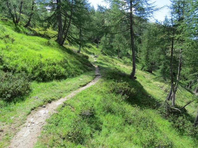 ...auf einem gut ausgebauten Weg Richtung Süden, durch sehr schöne Lärchenwälder...