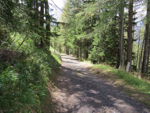 in einigen Kehren führt die Strasse durch den Wald hinunter zur Simplonpassstrasse