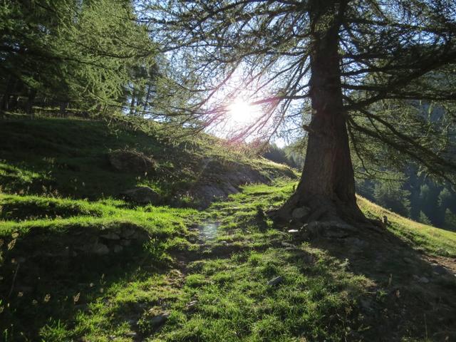 ...steigen wir durch Wiesen und Wälder...