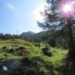 ...am Bergrücken des Feerberg mit Blick zum Seehorn, weiter hinauf