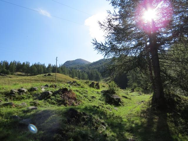 ...am Bergrücken des Feerberg mit Blick zum Seehorn, weiter hinauf