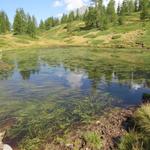 bei Seetole erreichen wir mitten in diesem sehr schönen Lärchenwald, auf ca. 2100 m, den kleinen namenlosen Bergsee