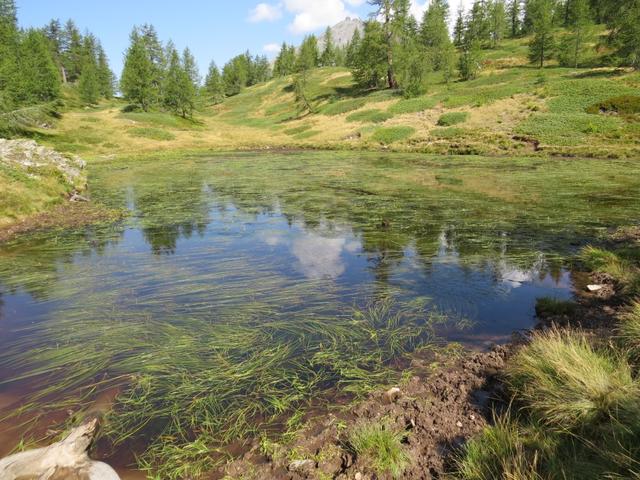 bei Seetole erreichen wir mitten in diesem sehr schönen Lärchenwald, auf ca. 2100 m, den kleinen namenlosen Bergsee