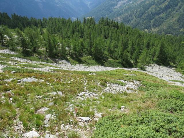 wir erreichen die Waldgrenze