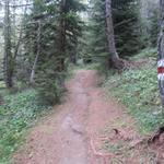 ...und gelangen in den herrlichen Saflischwald