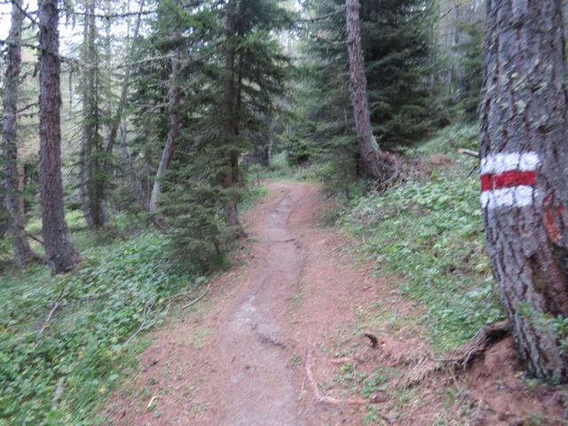 ...und gelangen in den herrlichen Saflischwald