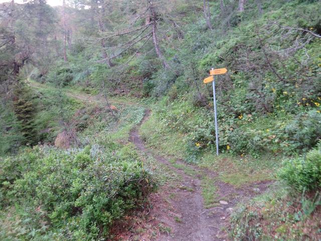bei der nächsten Weggabelung wandern wir weiter geradeaus