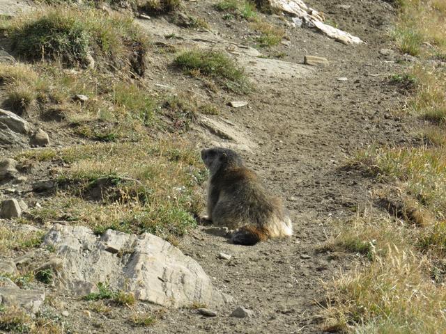 vor uns entdecken wir einen kleinen mitwanderer