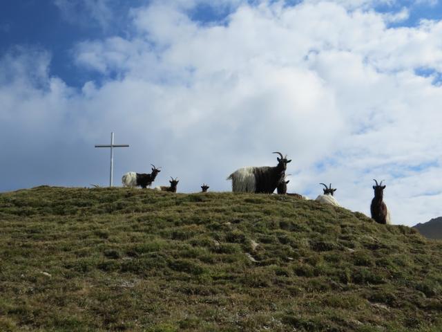 ...auf den Gipfel des Fülhorn führt