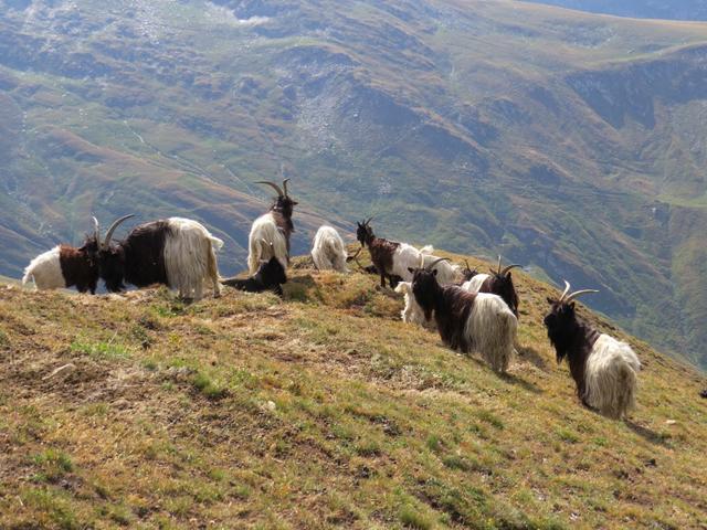 es war uns bekannt, das sich auf dem Fülhorn Schwarzhalsziegen aufhalten. Das es aber so viele sind, hätten wir nie gedacht