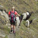 die vielen Schwarzhalsziegen sind überall, auch auf dem Wanderweg