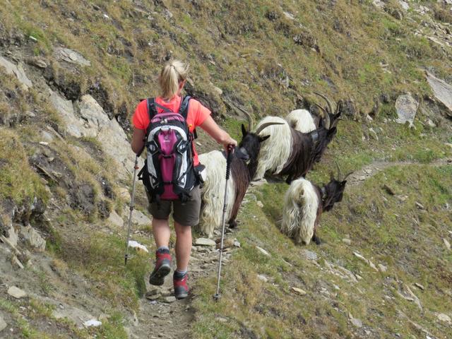 die vielen Schwarzhalsziegen sind überall, auch auf dem Wanderweg