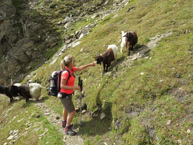 neugierig nähern sich die kleinen Schwarzhalsziegen...