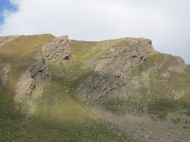 Blick hinauf zum Fülhorn und zu den Schwarzhalsziegen
