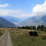 stets das herrliche Bergpanorama vor Augen,...