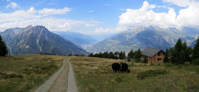 stets das herrliche Bergpanorama vor Augen,...