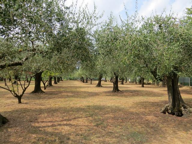 wir durchlaufen sehr schöne und gepflegte Olivenhaine. Toskana und Ligurien sind wegen ihrem hervorragendem Olivenöl bekannt
