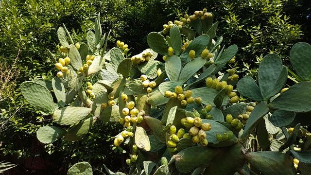 vorsichtig haben wir von diesen Kaktusfeigen gegessen. Köstlich