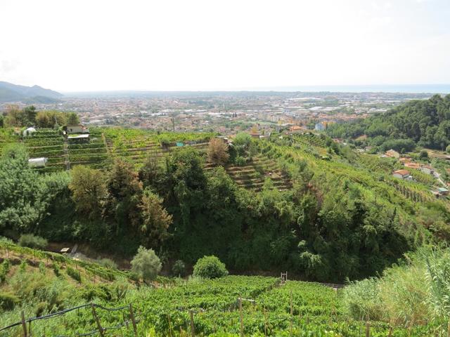 Blick auf Massa und auf die schönen Rebhänge